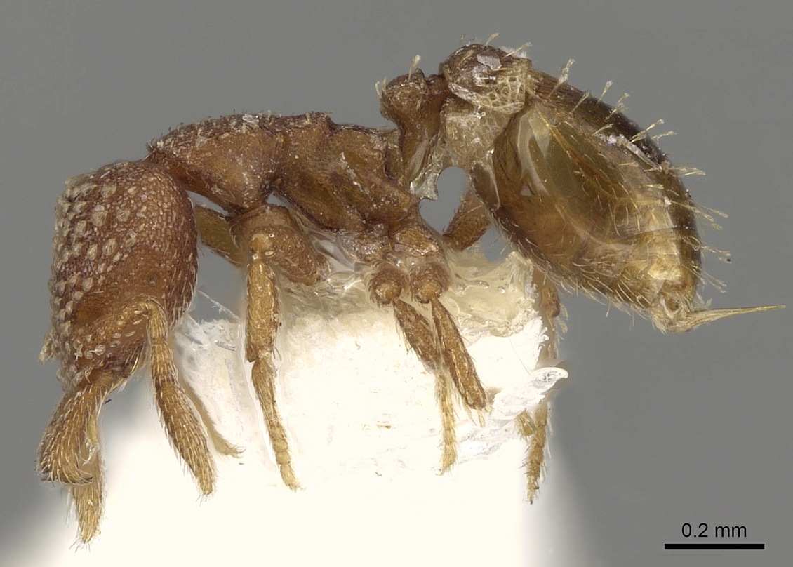 Strumigenys specimen