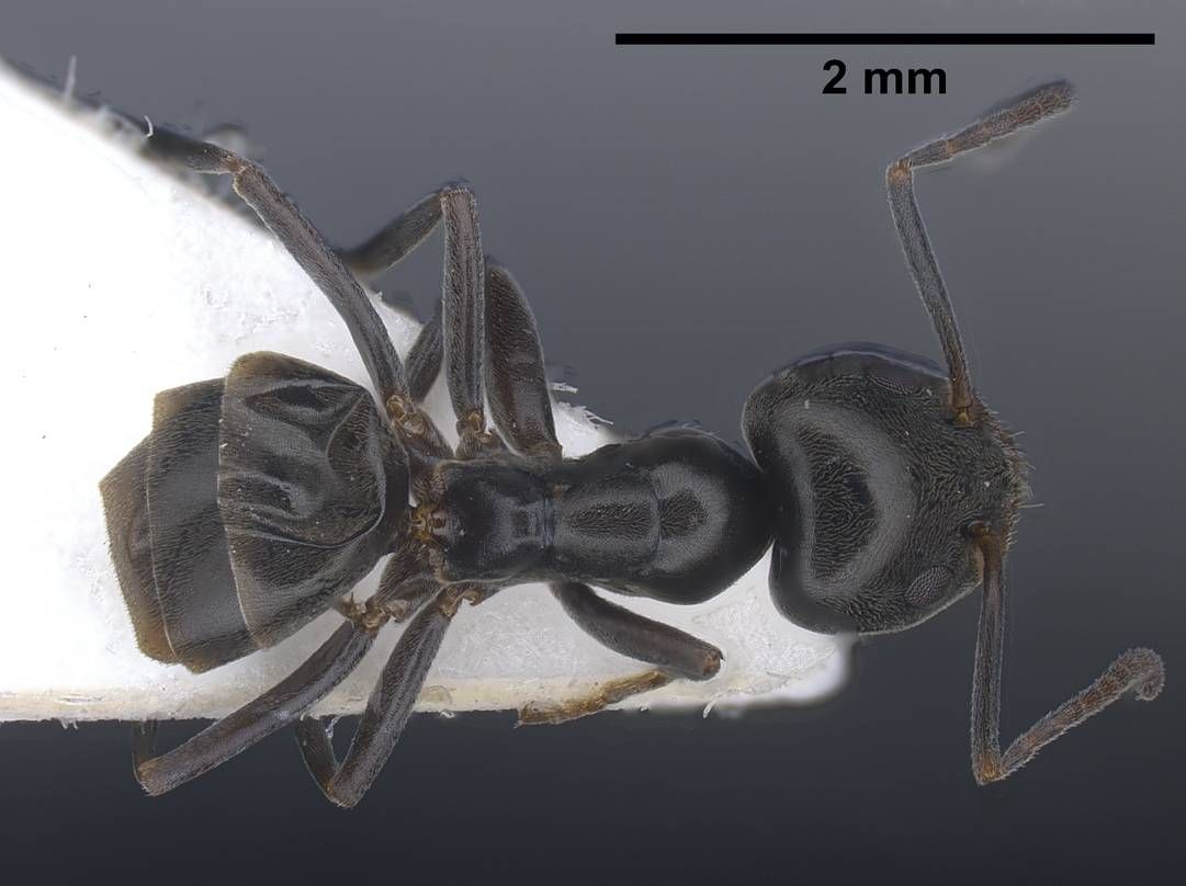 Tapinoma, vista dorsale