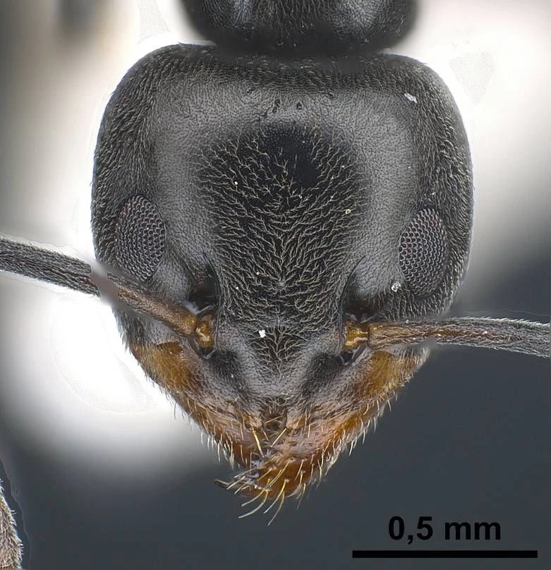 Tapinoma