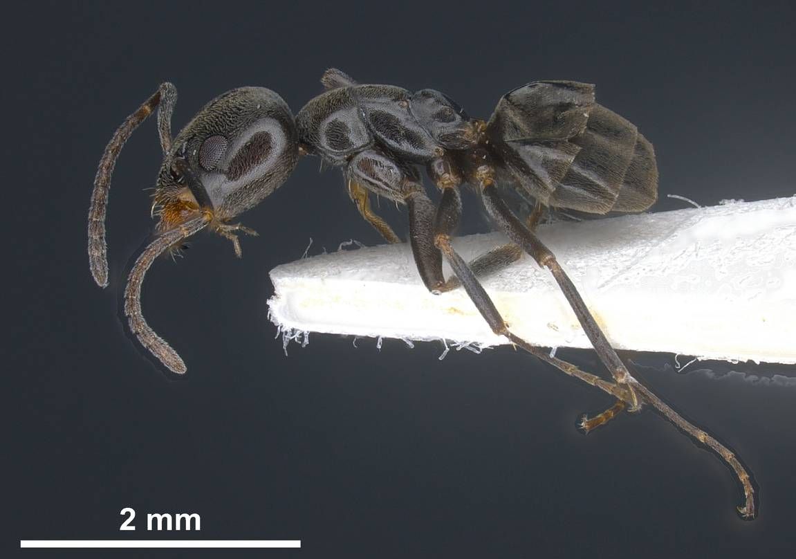 Tapinoma, vista laterale (profilo)