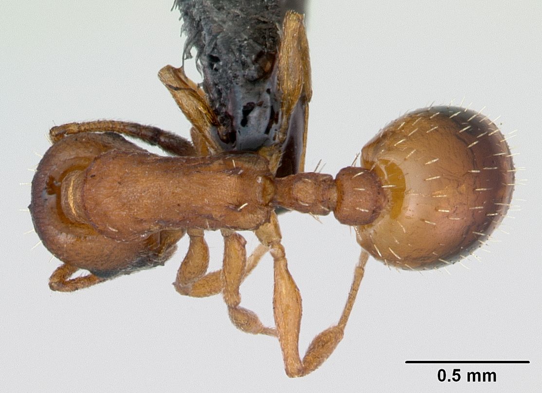 Temnothorax specimen