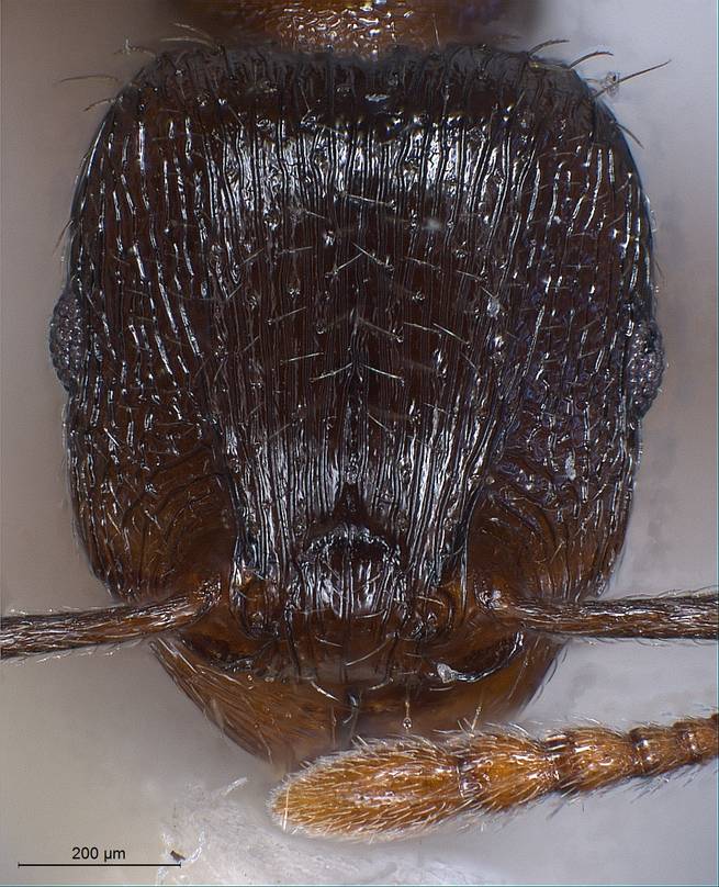 Tetramorium