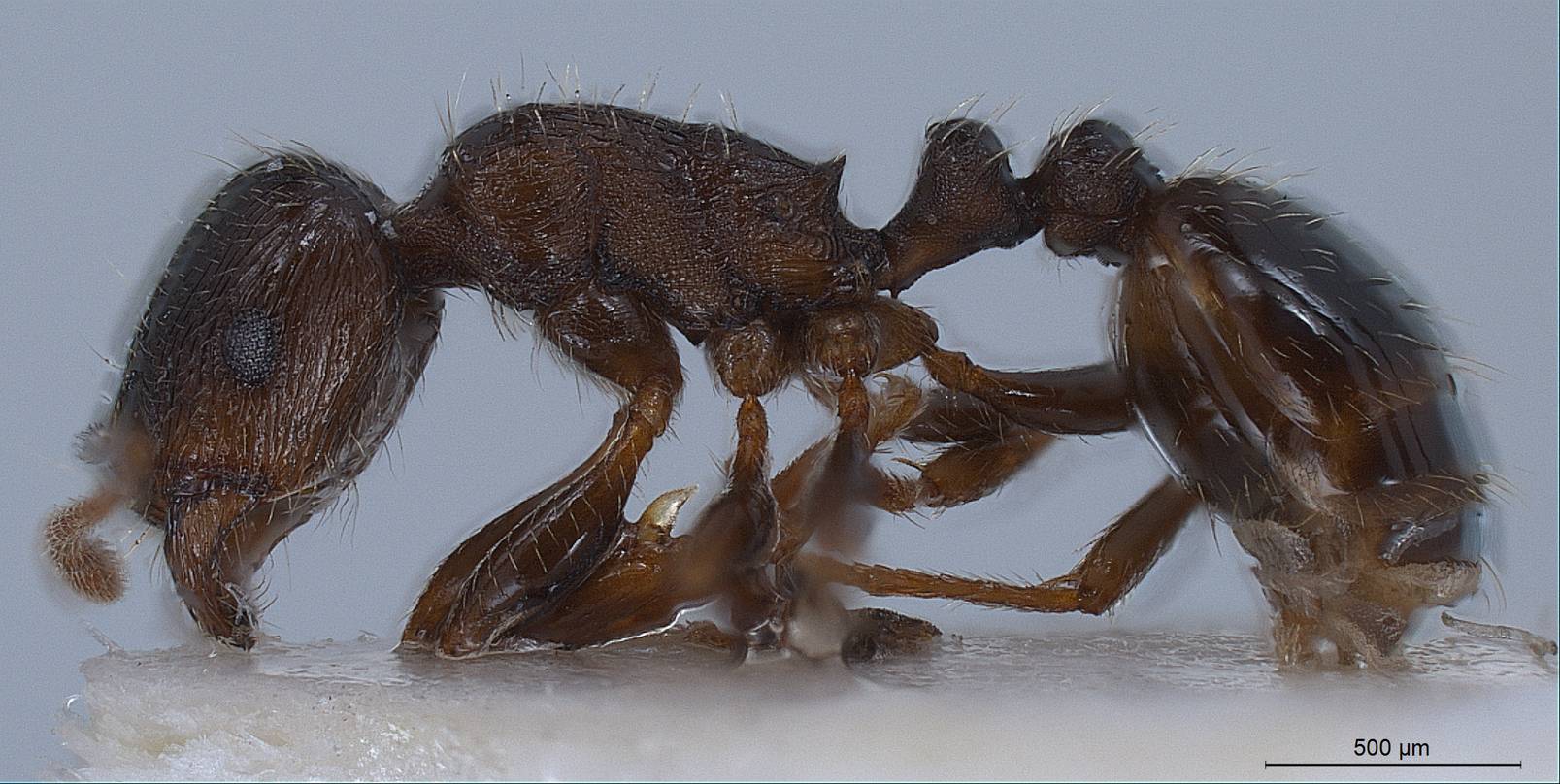 Tetramorium specimen