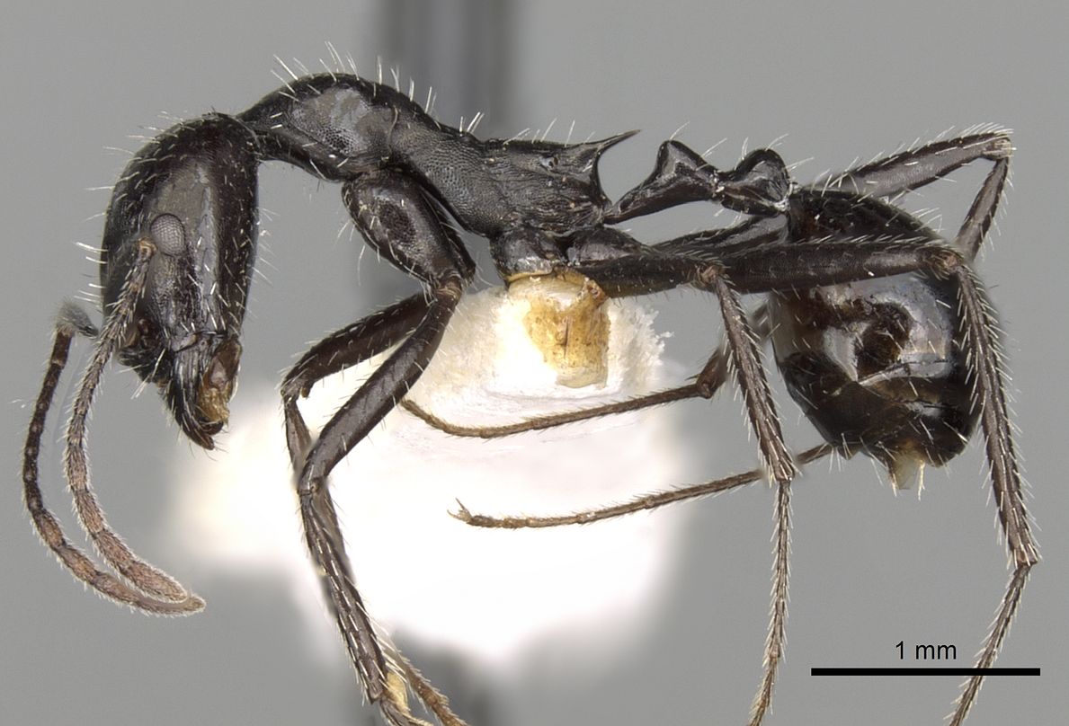 Aphaenogaster spinosa, vista laterale (profilo)