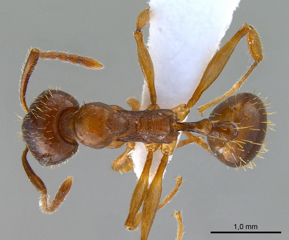 Aphaenogaster subterranea, vista dorsale