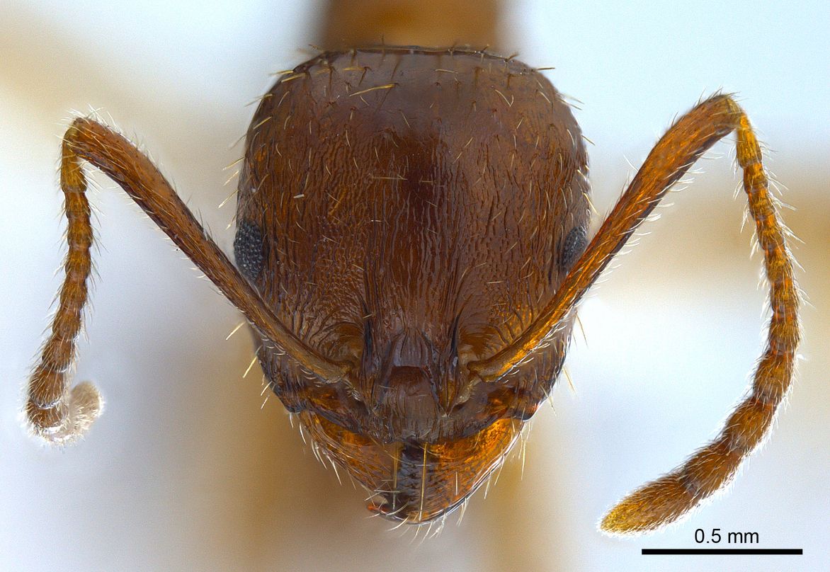 Aphaenogaster subterranea