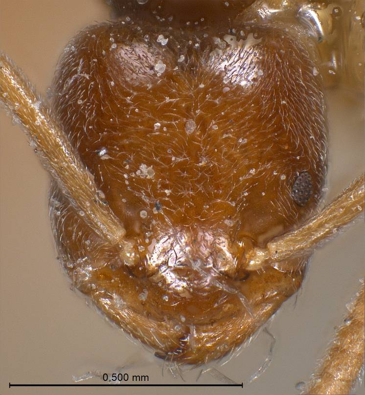 Bothriomyrmex sp.