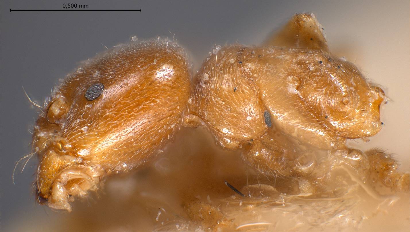 Bothriomyrmex sp., vista laterale (profilo)