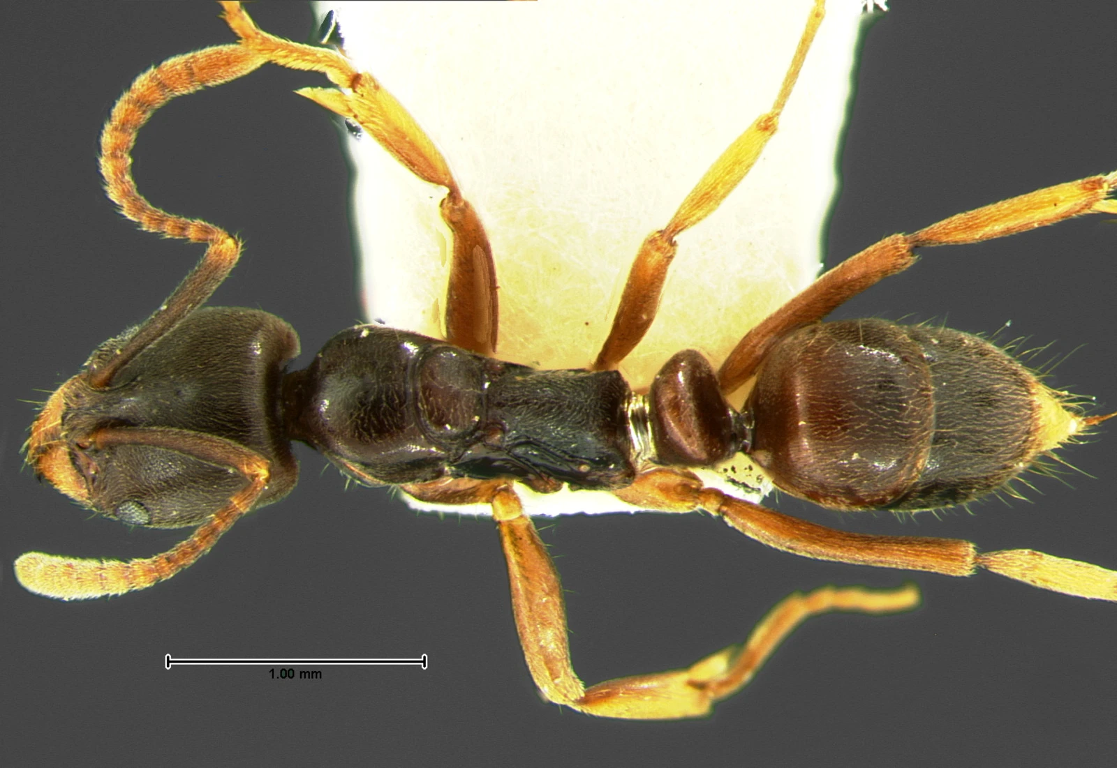Brachyponera chinensis, vista dorsale