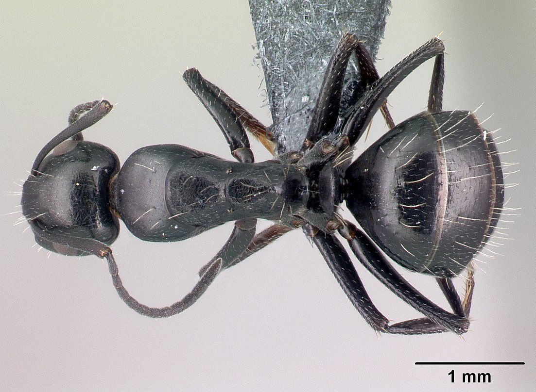 Camponotus gestroi, vista dorsale