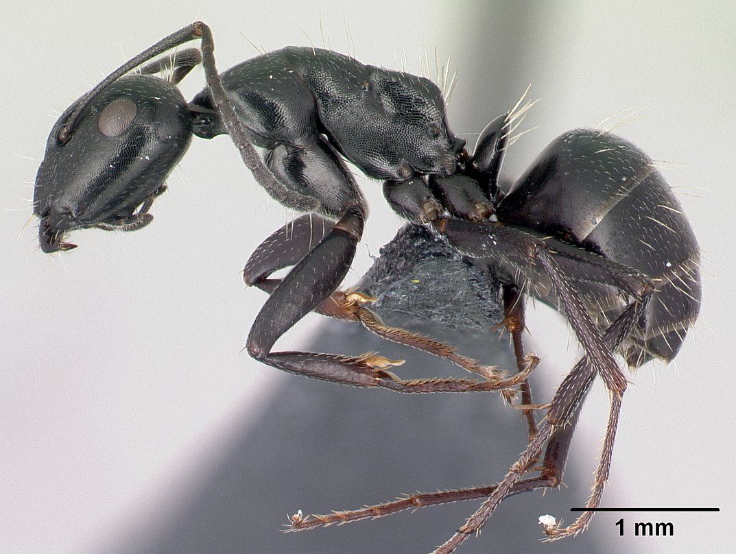 Camponotus gestroi, vista laterale (profilo)