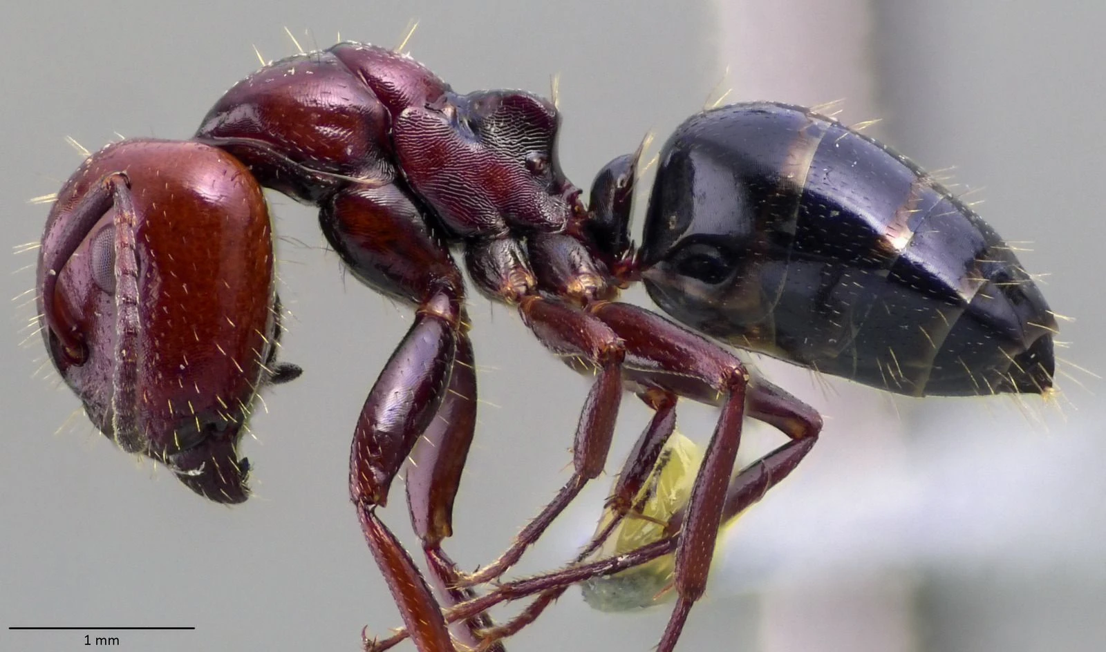 Camponotus lateralis, vista laterale (profilo)