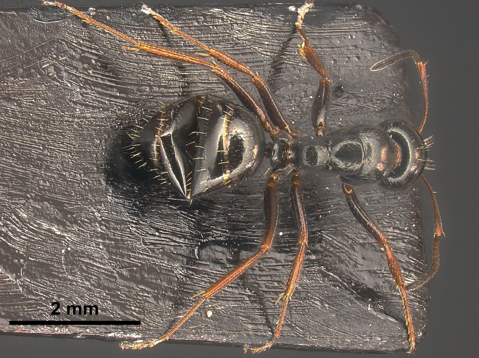 Camponotus piceus, vista dorsale