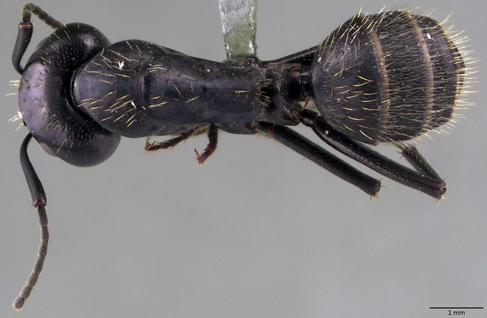 Camponotus vagus, vista dorsale