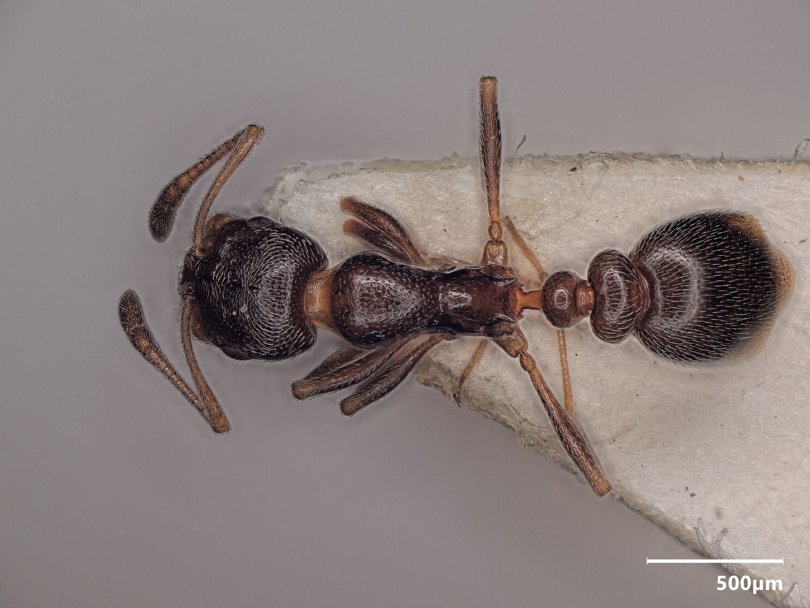 Cardiocondyla elegans, vista dorsale