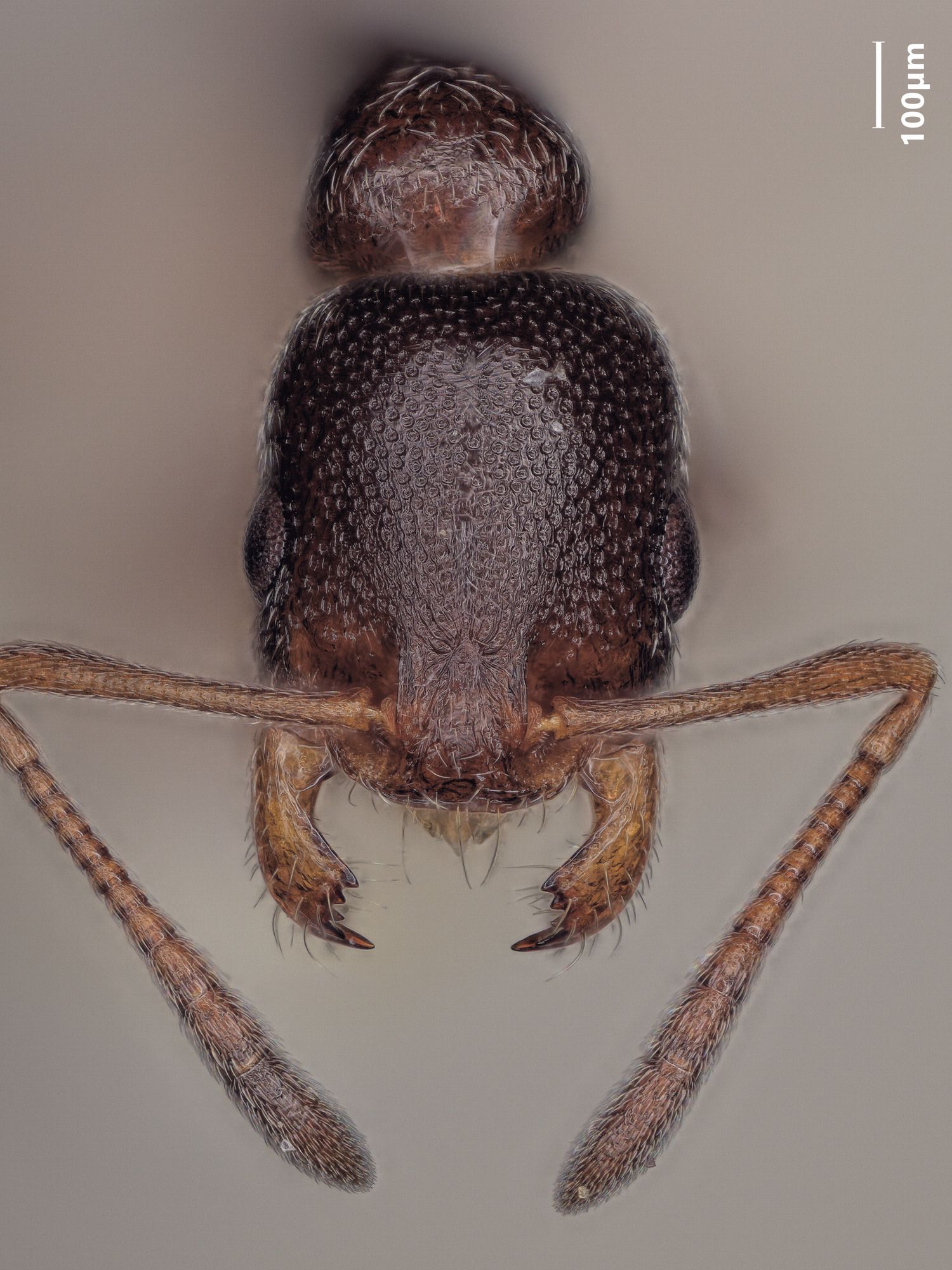 Cardiocondyla elegans