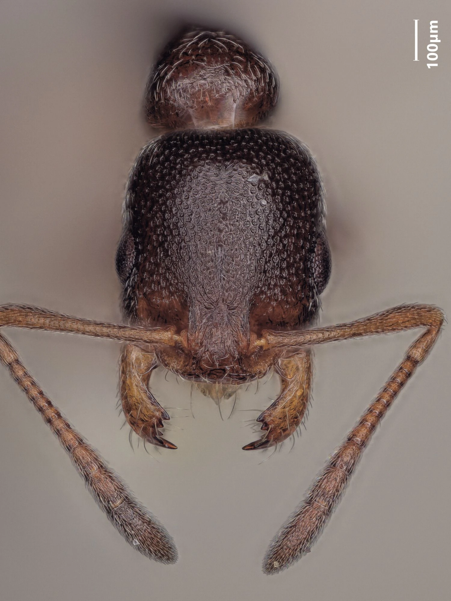 Cardiocondyla elegans