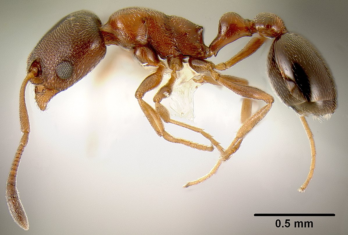 Cardiocondyla nuda, vista laterale (profilo)