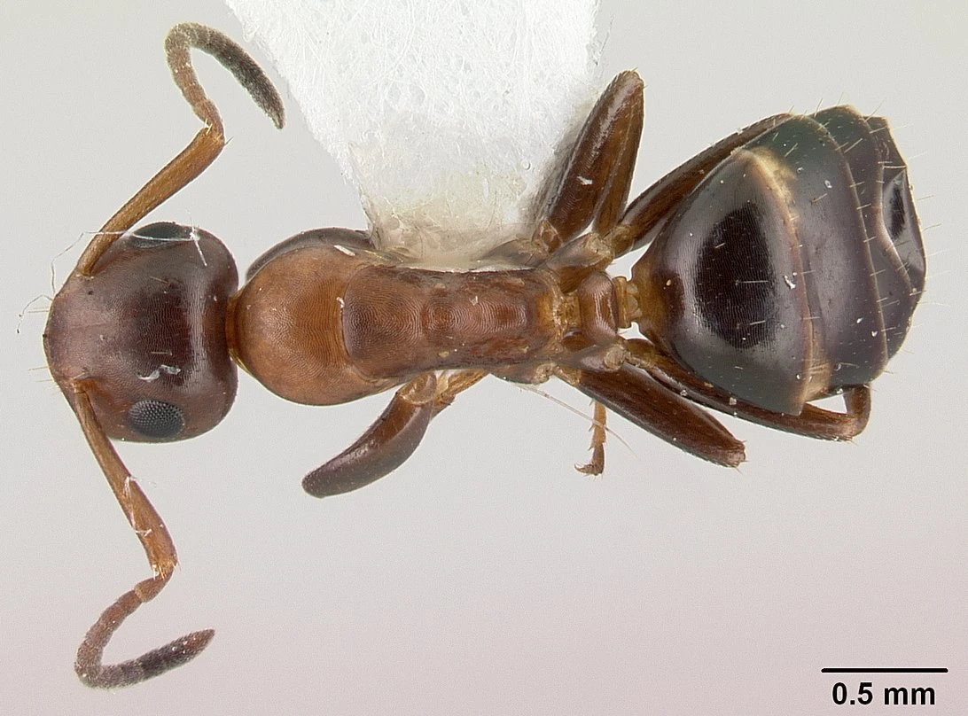 Colobopsis truncata, vista dorsale