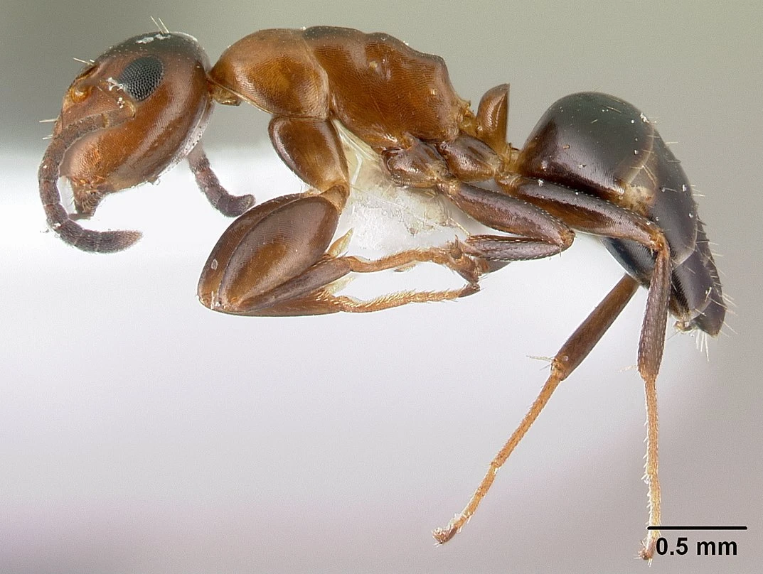 Colobopsis truncata, vista laterale (profilo)