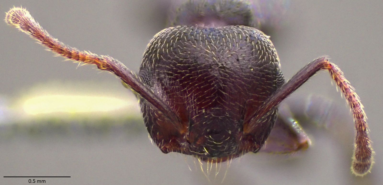 Crematogaster scutellaris