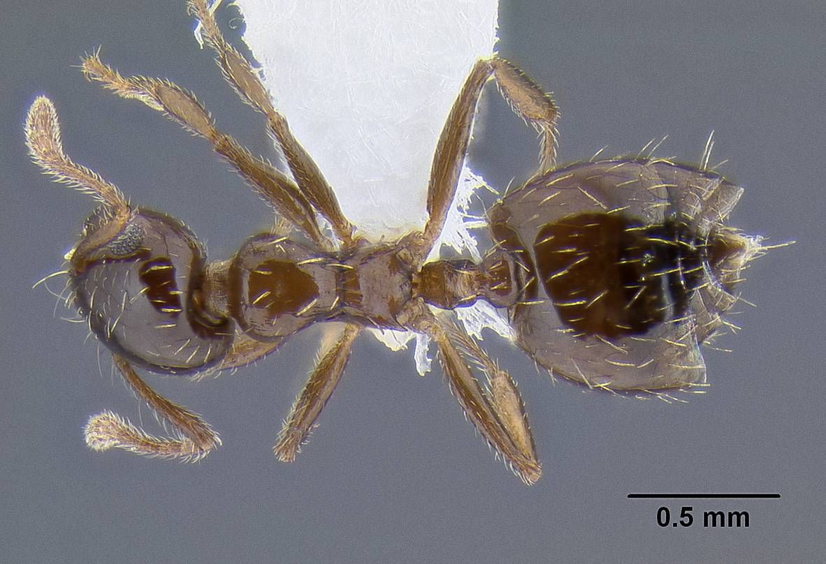 Crematogaster sordidula, vista dorsale
