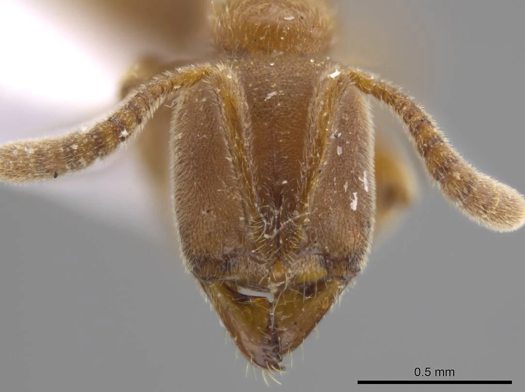 Cryptopone ochracea