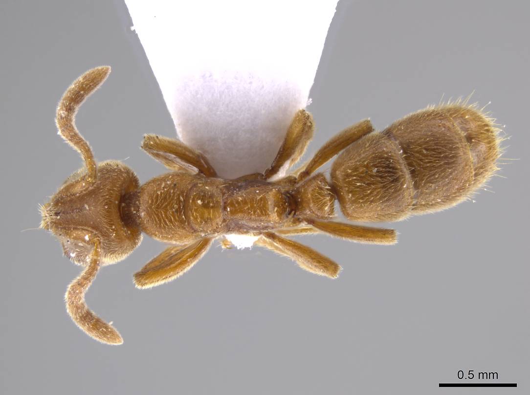 Cryptopone ochraceum, vista dorsale