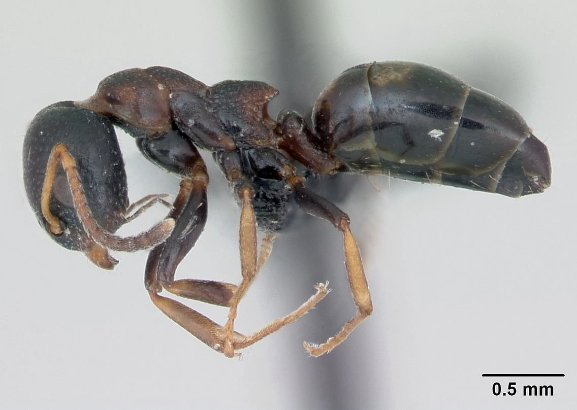 Dolichoderus quadripunctatus, vista laterale (profilo)