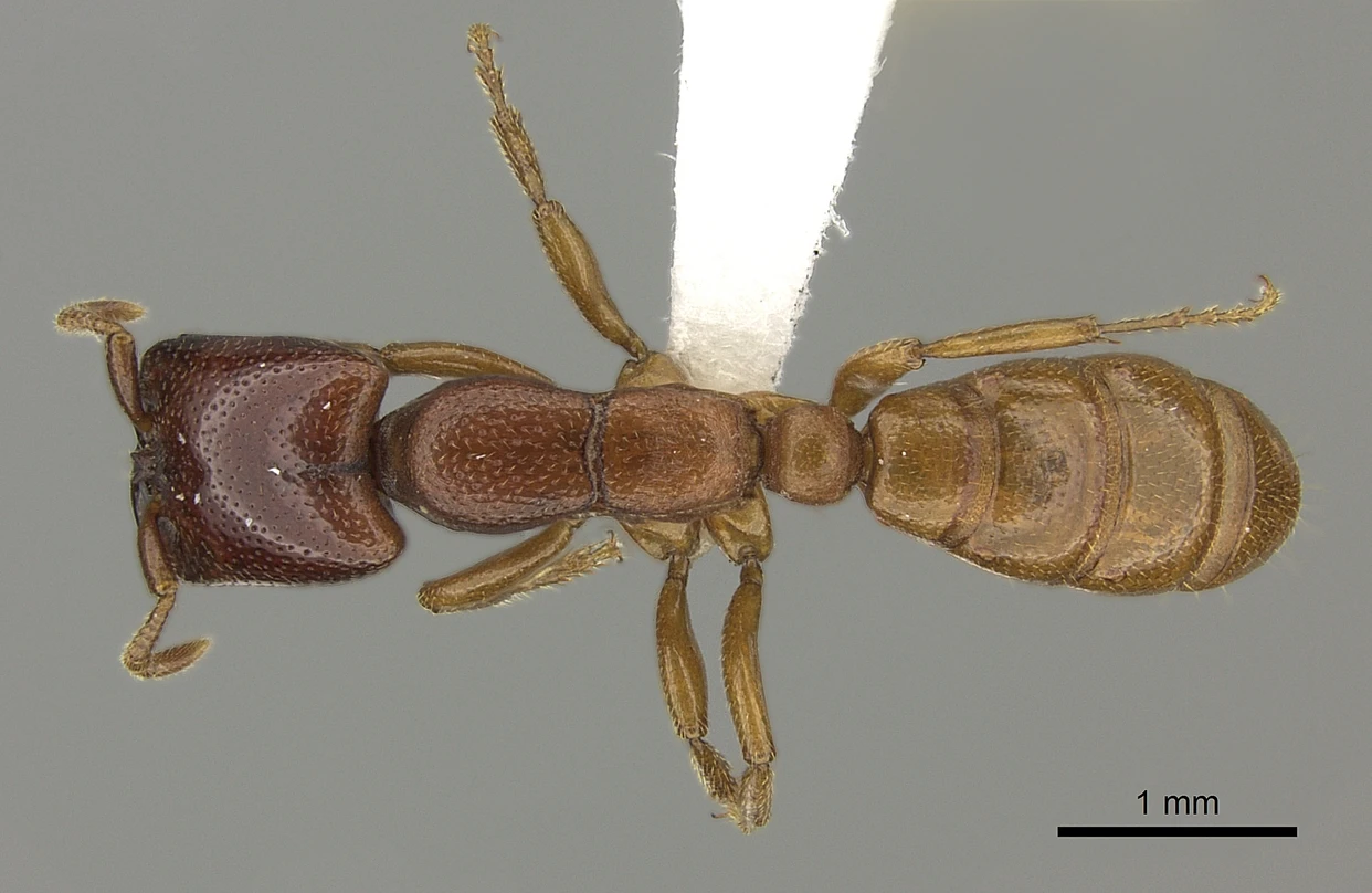 Dorylus fulvus, vista dorsale