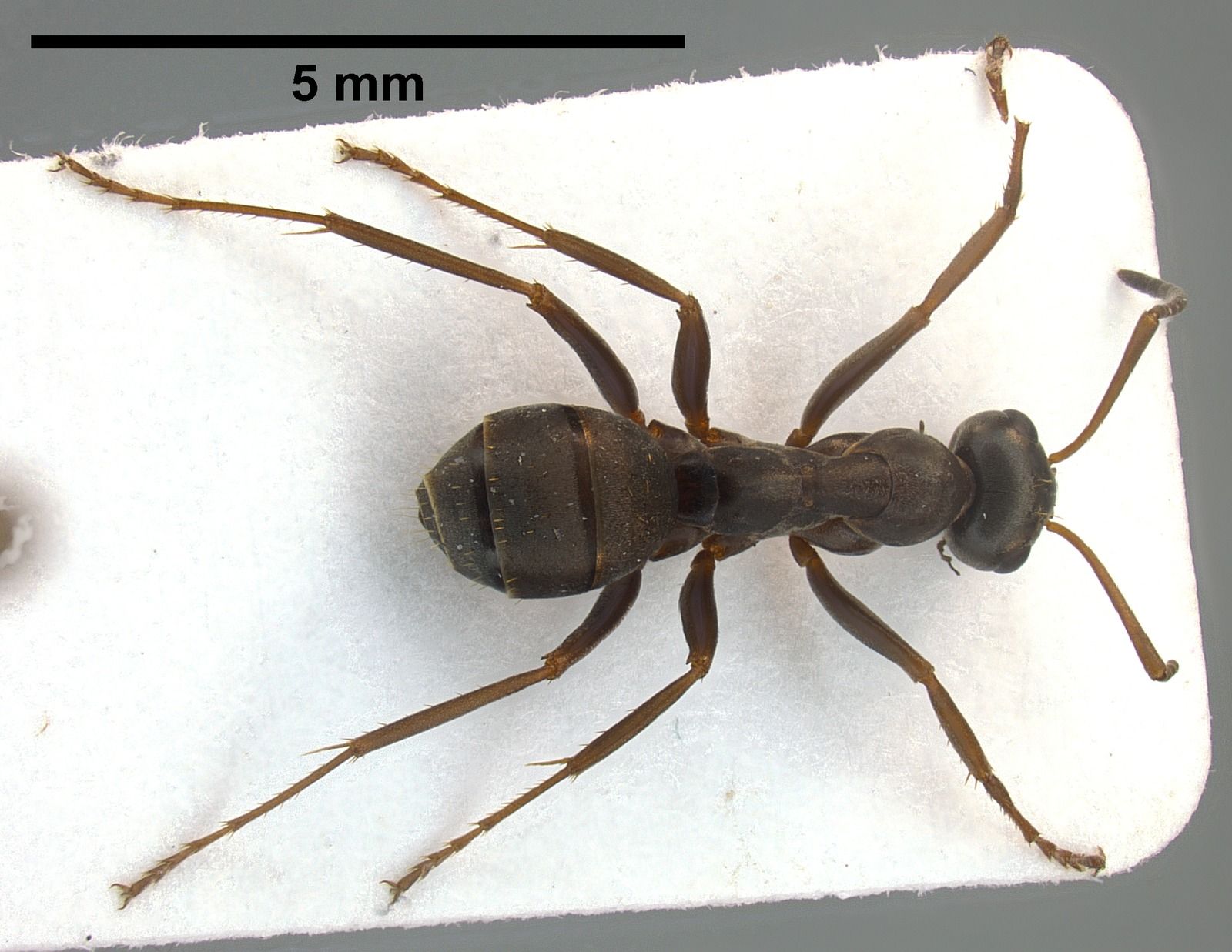 Formica cunicularia, vista dorsale