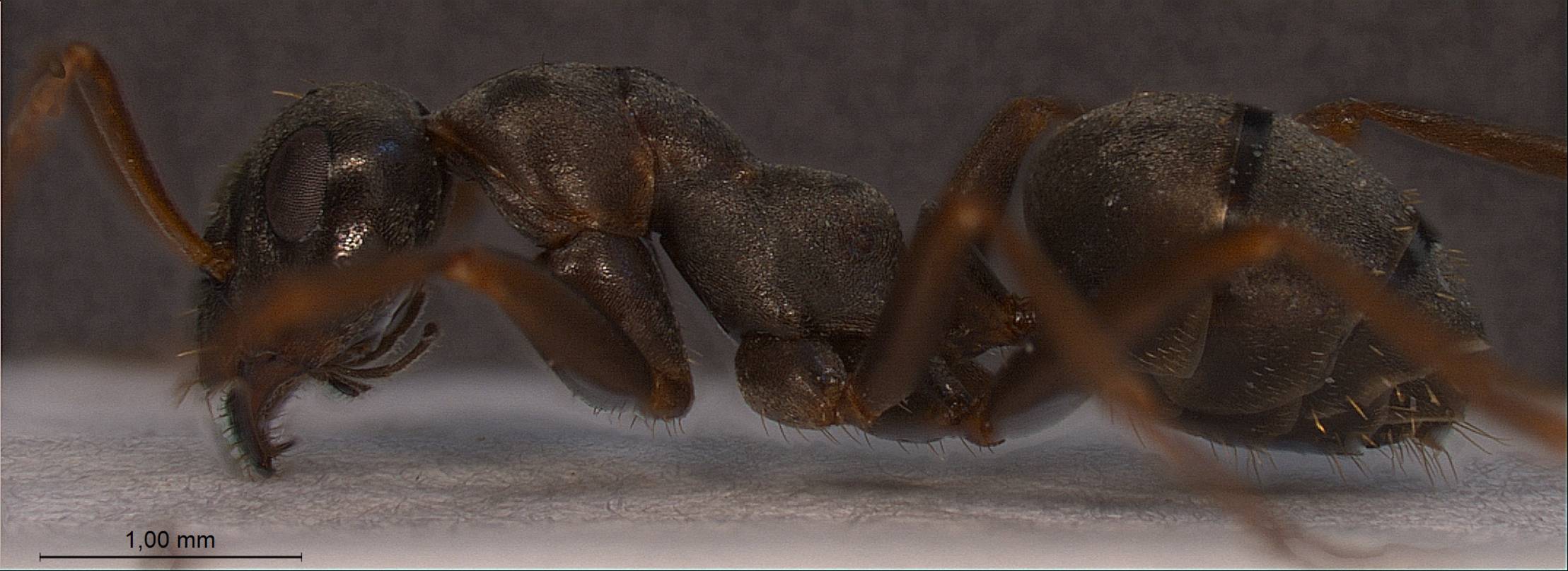 Formica cunicularia, vista laterale (profilo)