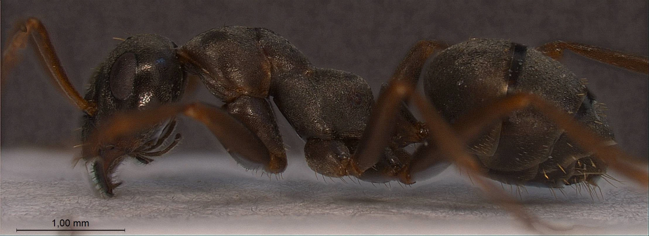 Formica cunicularia, vista laterale (profilo)