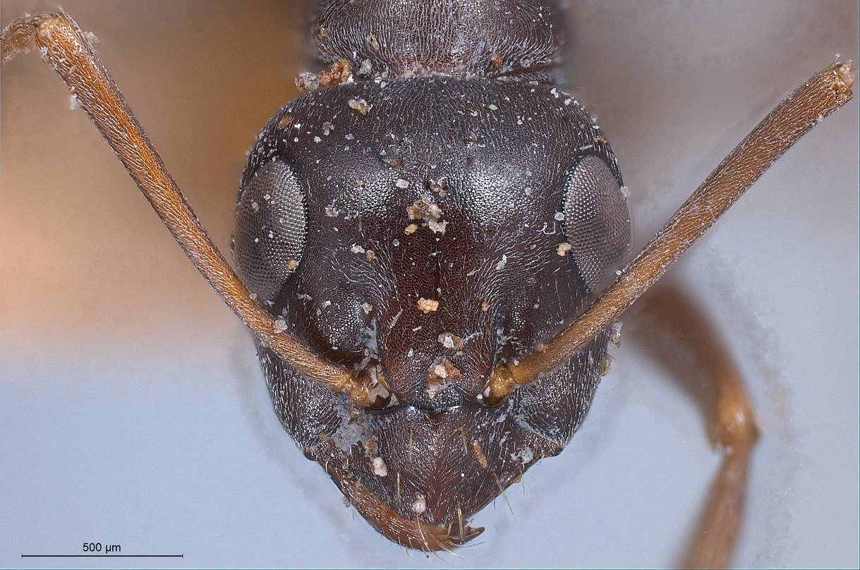 Formica gagates