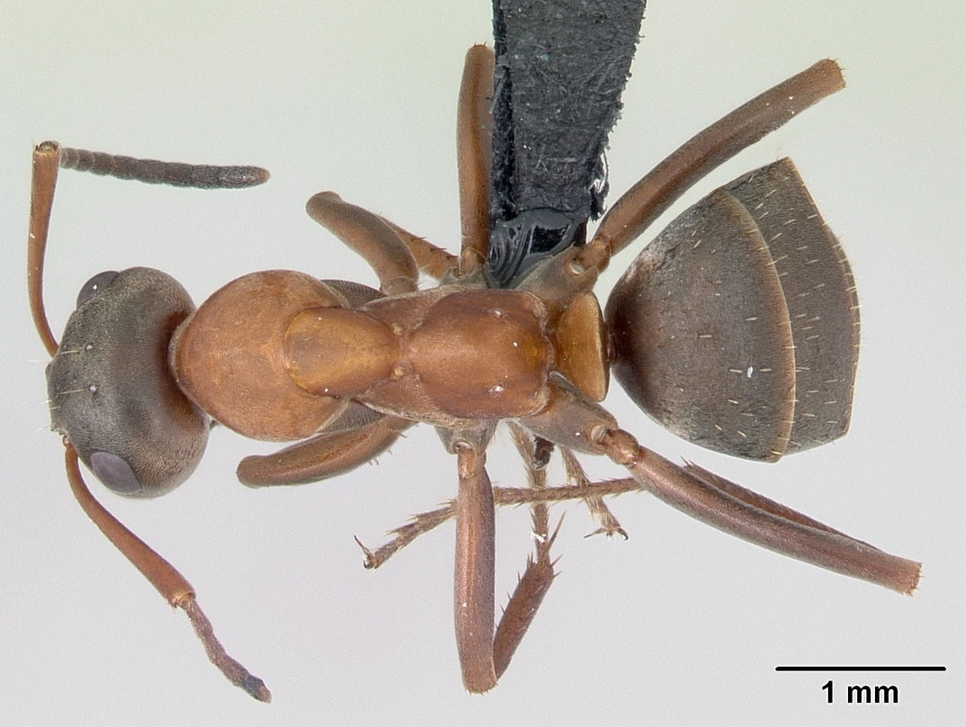 Formica rufibarbis, vista dorsale