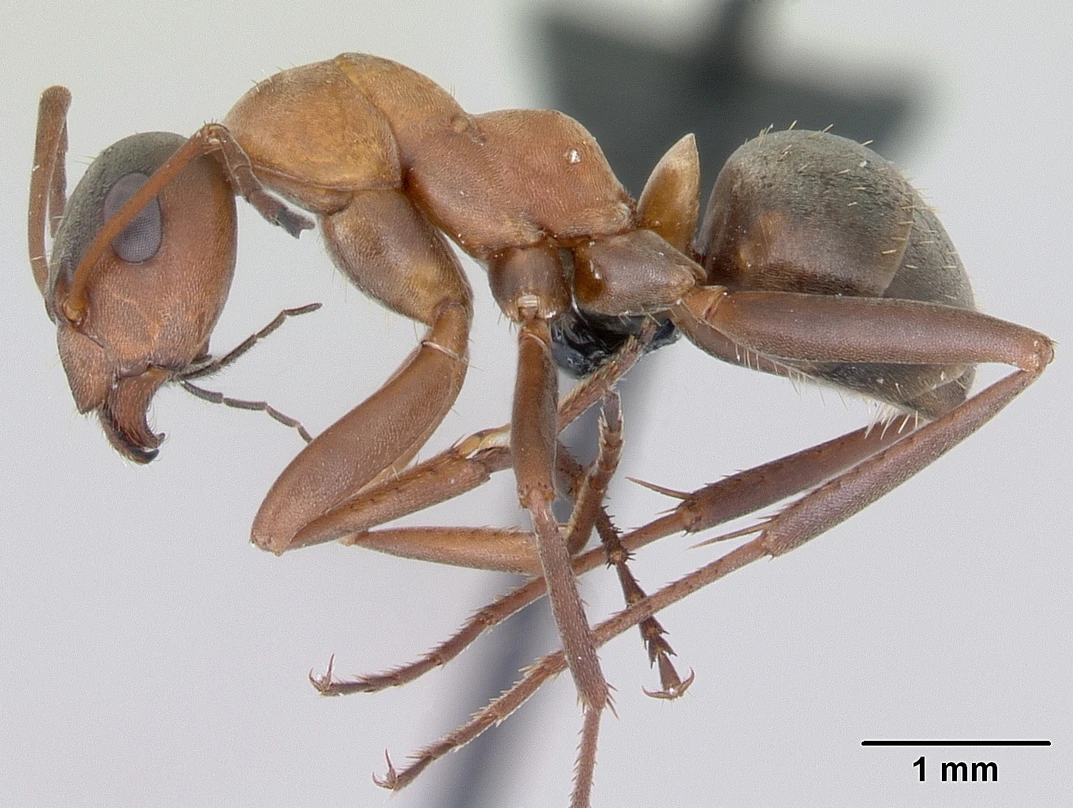 Formica rufibarbis, vista laterale (profilo)