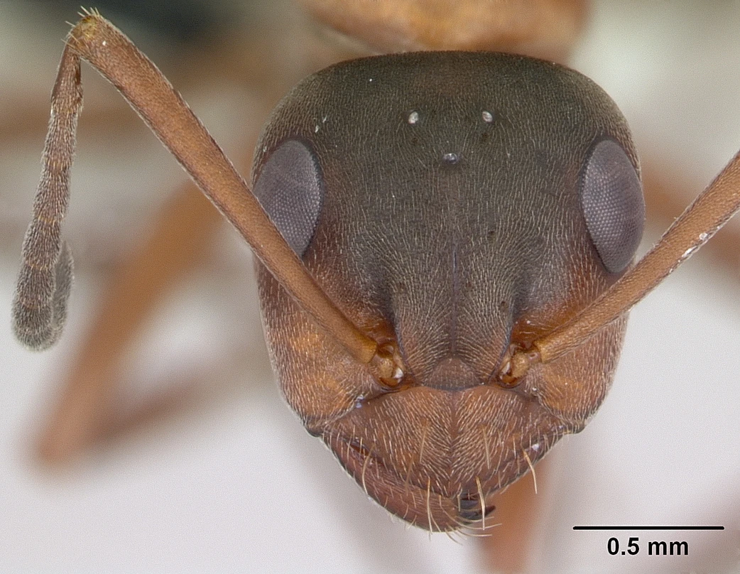 Formica rufifabris