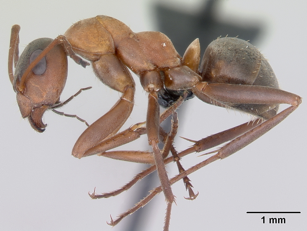 Formica rufifabris, vista laterale (profilo)