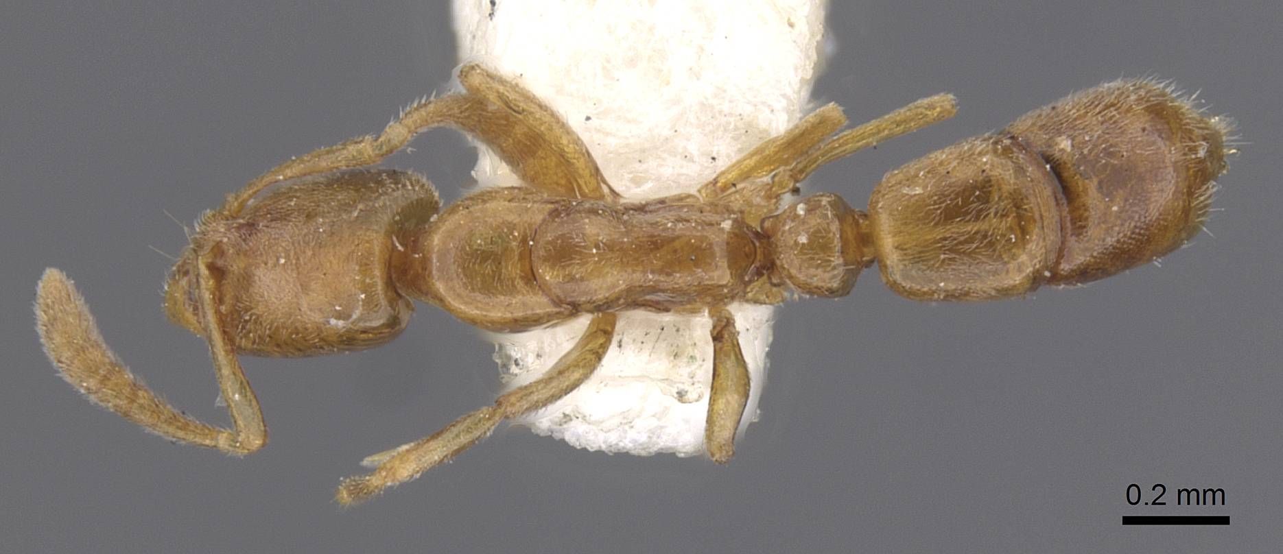 Hypoponera abeillei, vista dorsale