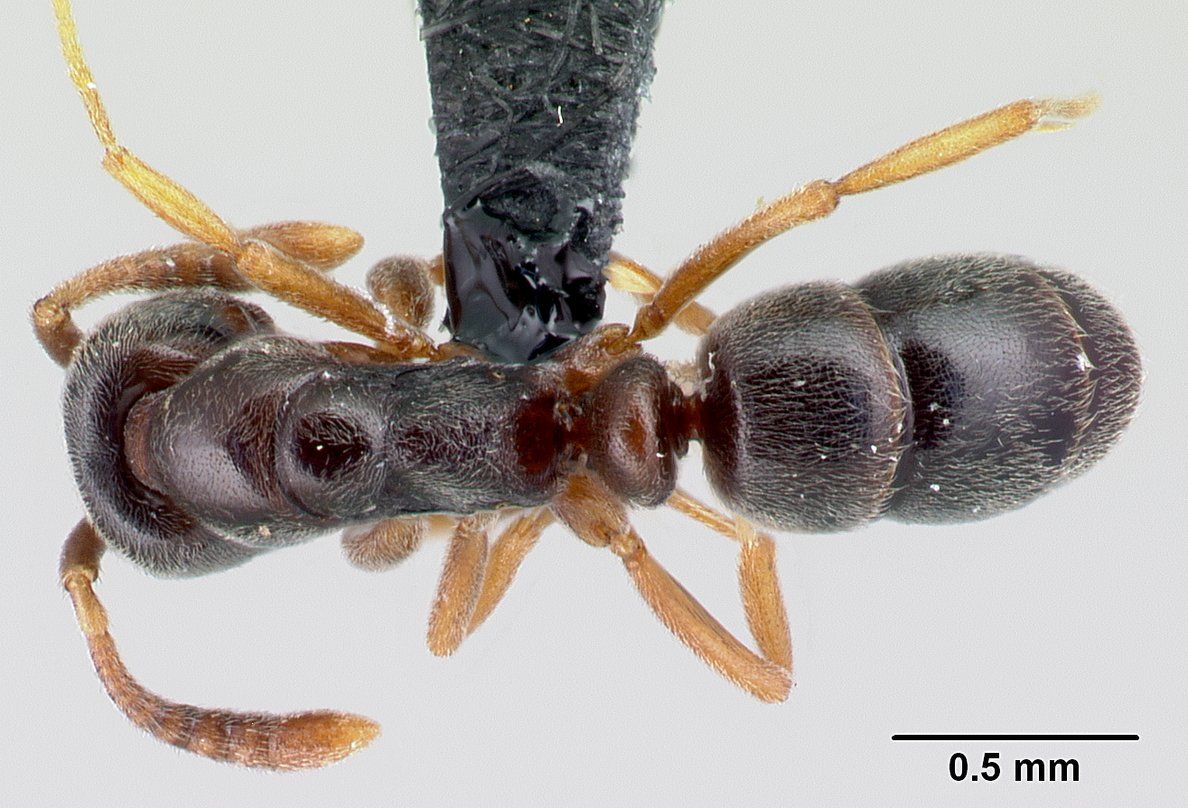 Hypoponera eduardi, vista dorsale