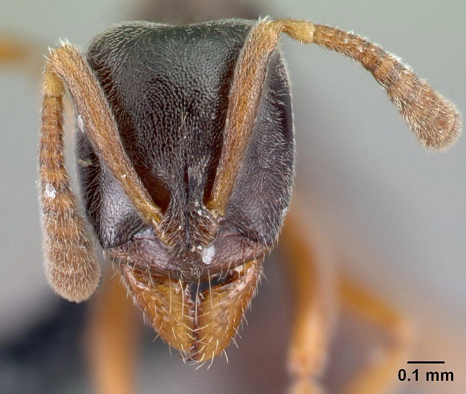 Hypoponera eduardi