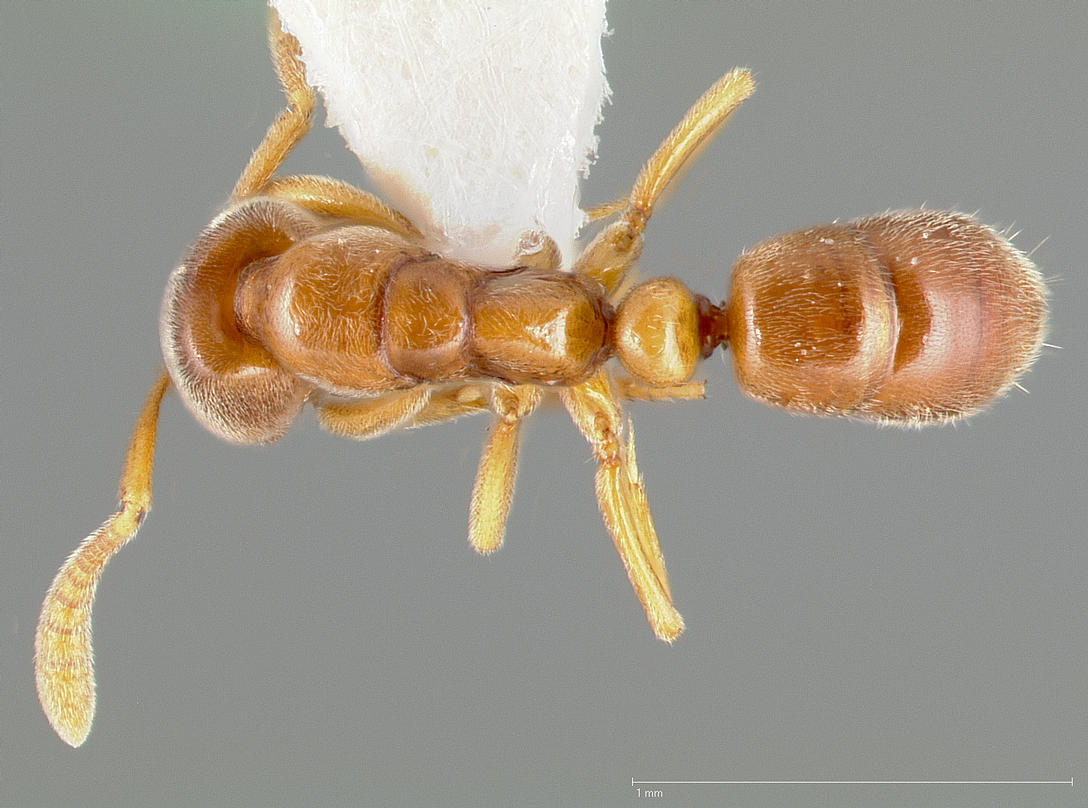 Hypoponera punctatissima, vista dorsale