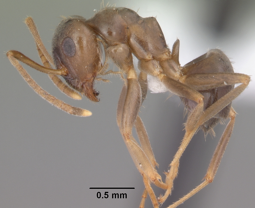 Lasius alienus, vista laterale (profilo)