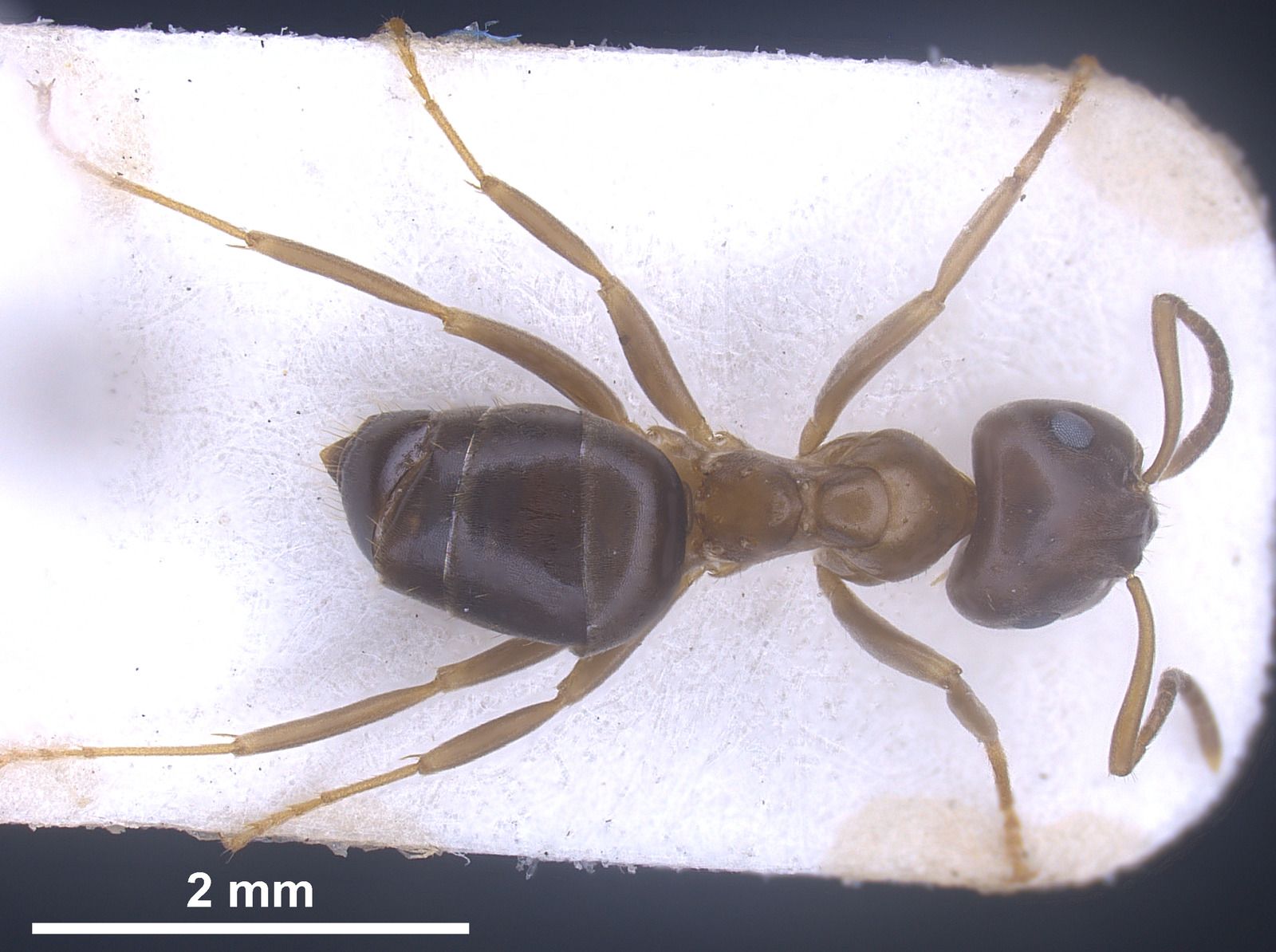 Lasius brunneus, vista dorsale