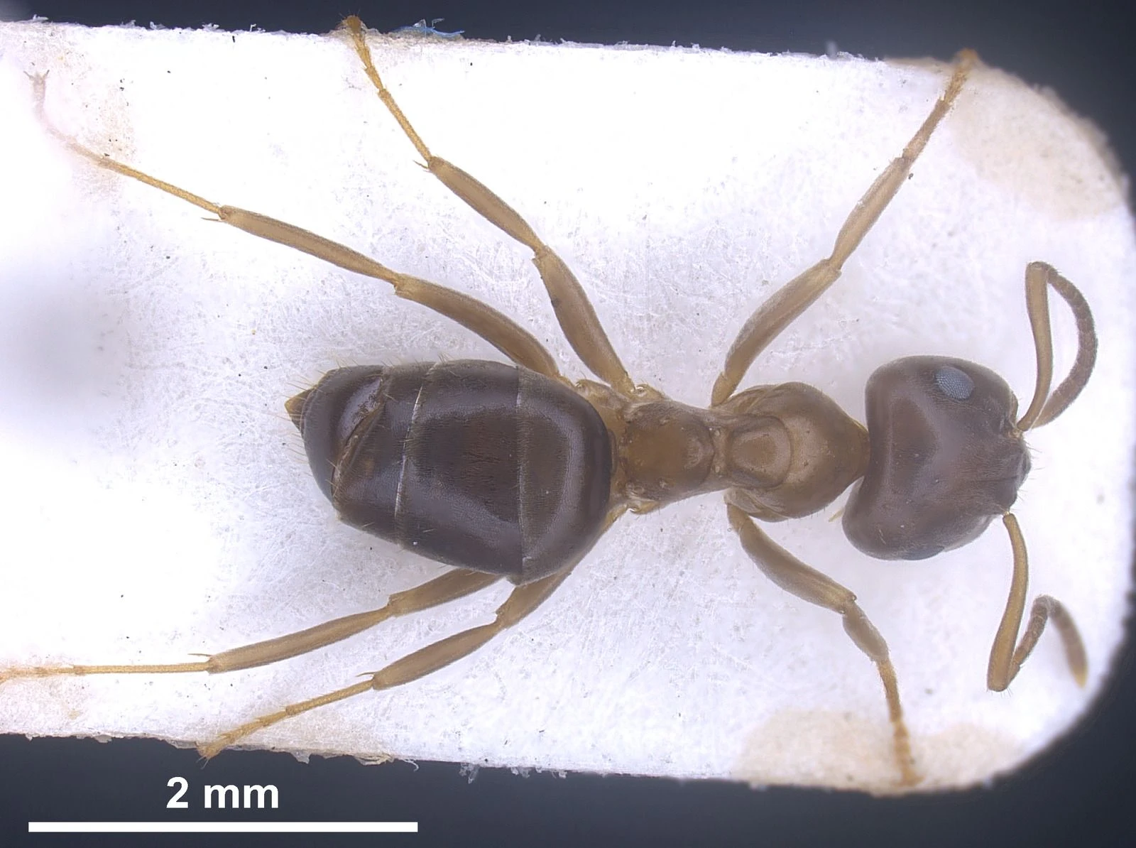 Lasius brunneus, vista dorsale