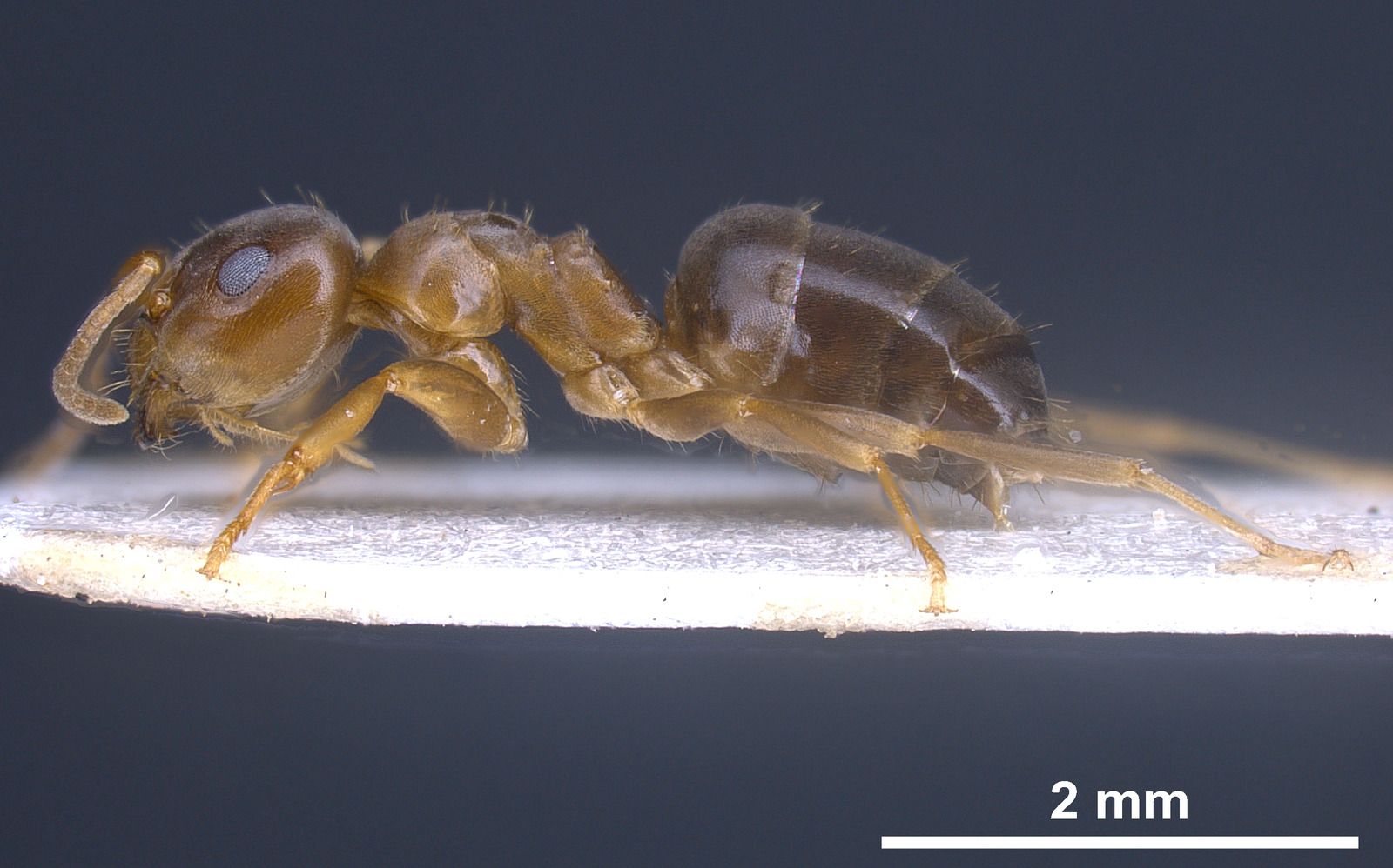 Lasius brunneus, vista laterale (profilo)