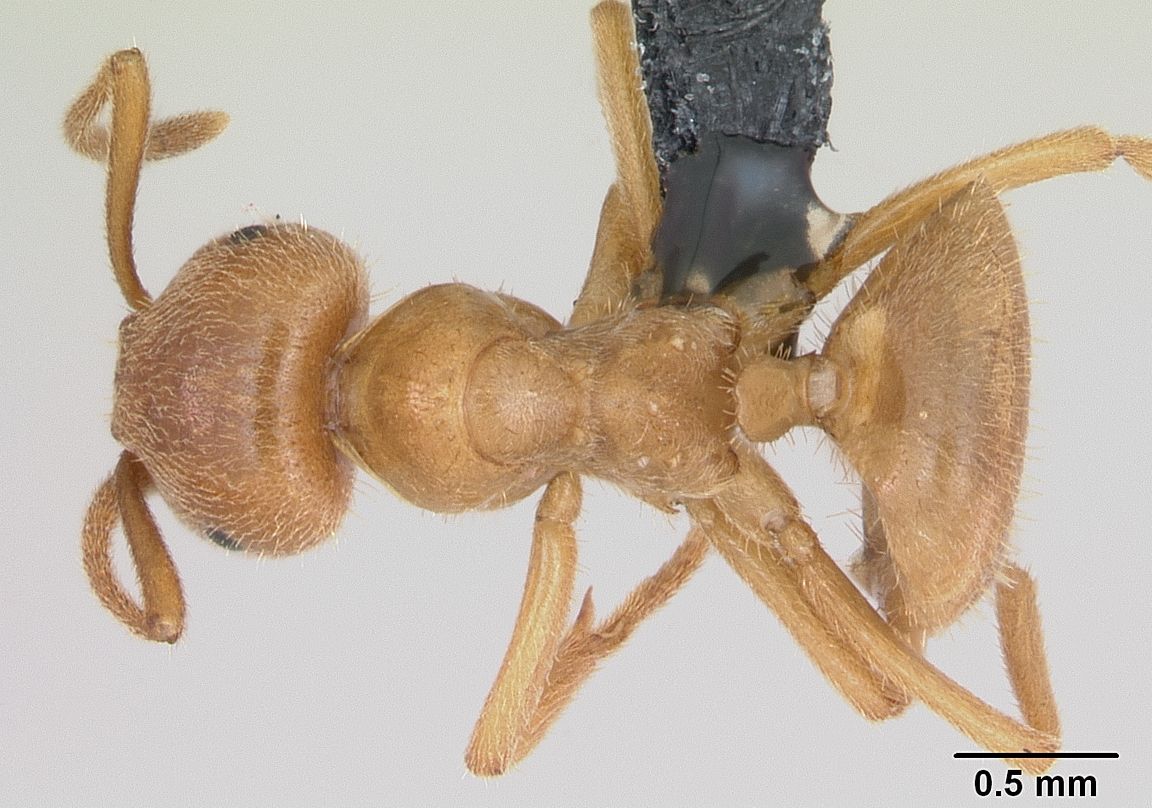 Lasius distinguendus, vista dorsale