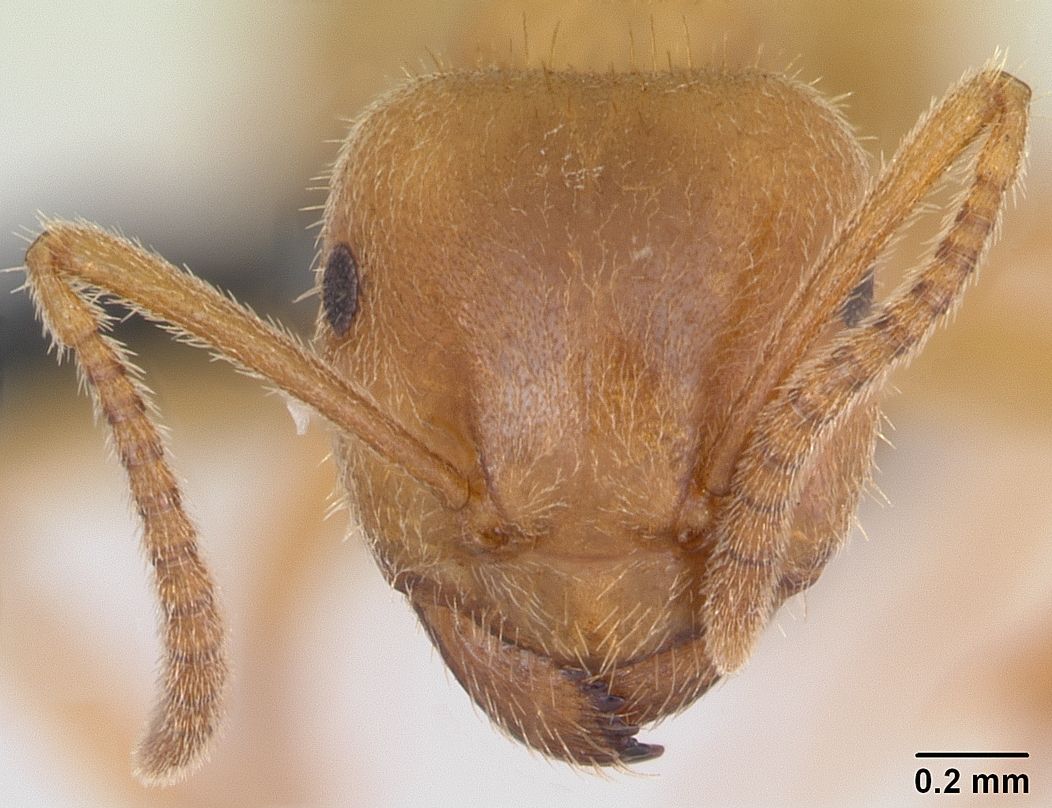 Lasius distinguendus