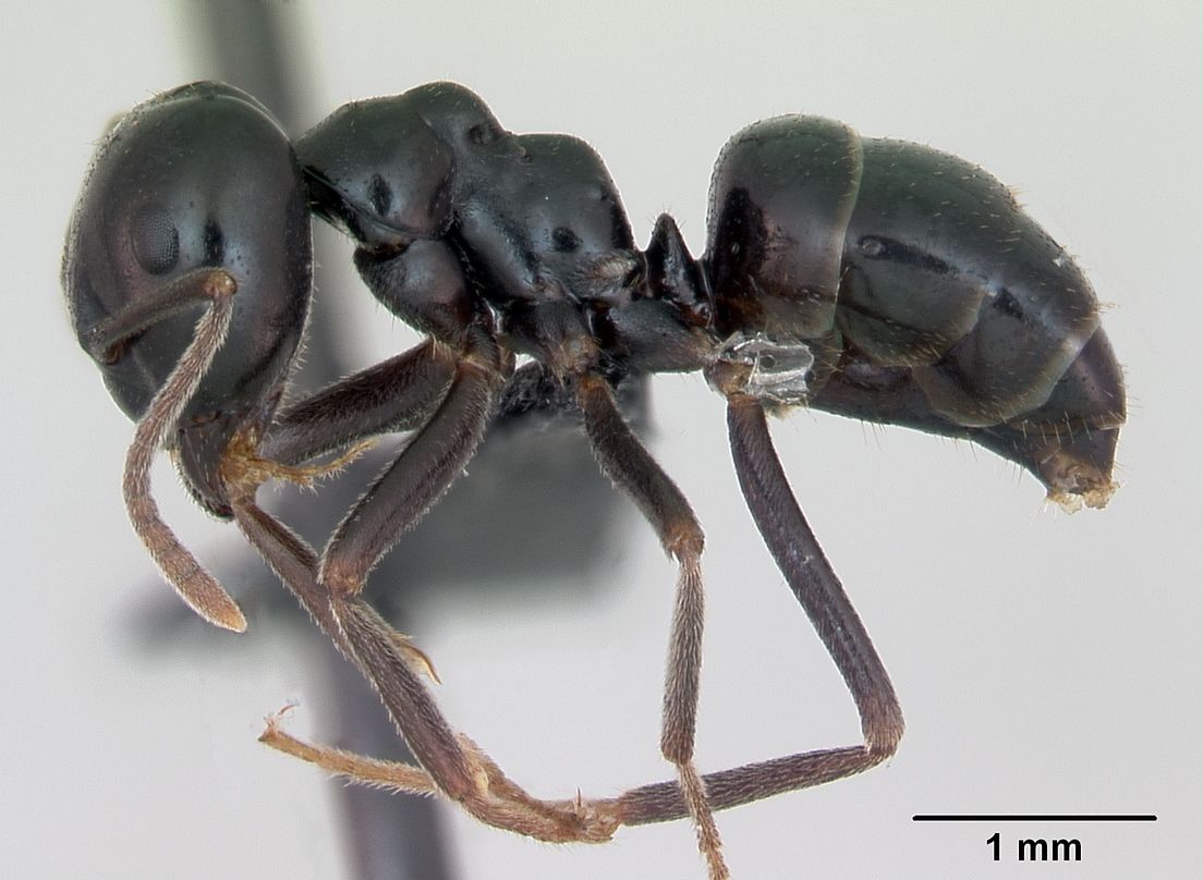 Lasius fuliginosus, vista laterale (profilo)