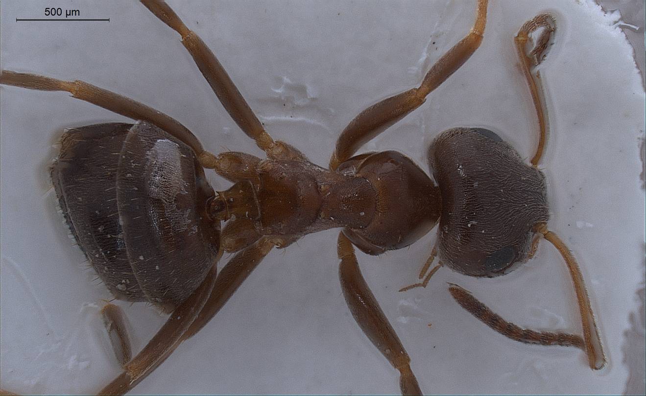 Lasius lasioides, vista dorsale